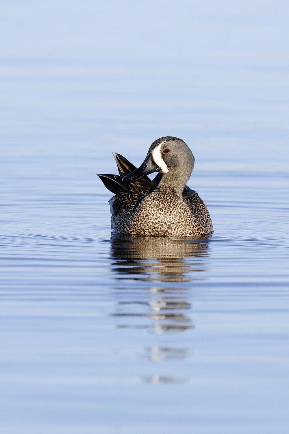 Know your waterfowl — Ducks Unlimited Canada