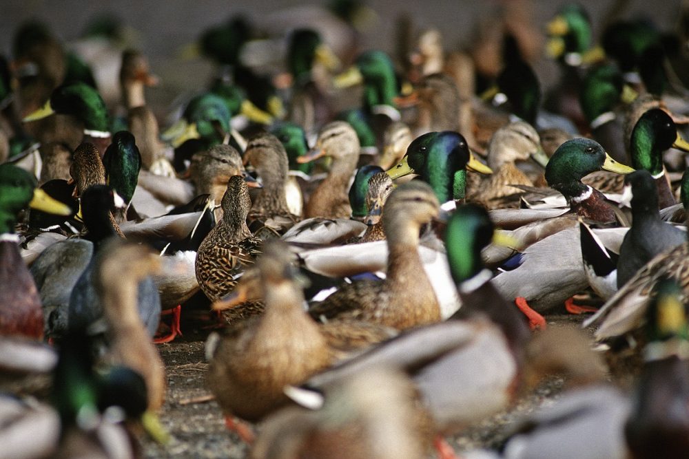 Duck populations down slightly but remain above longterm average