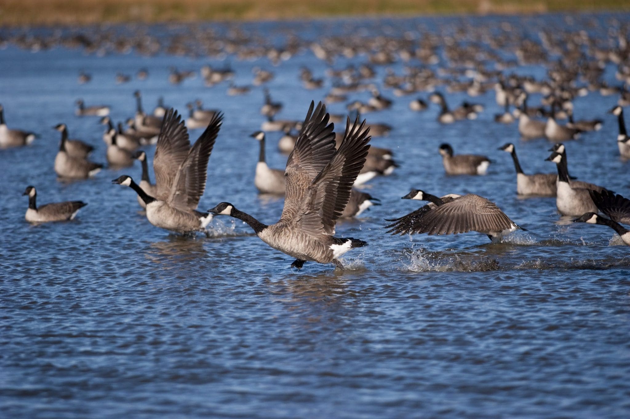 Learn about migration — Ducks Unlimited Canada