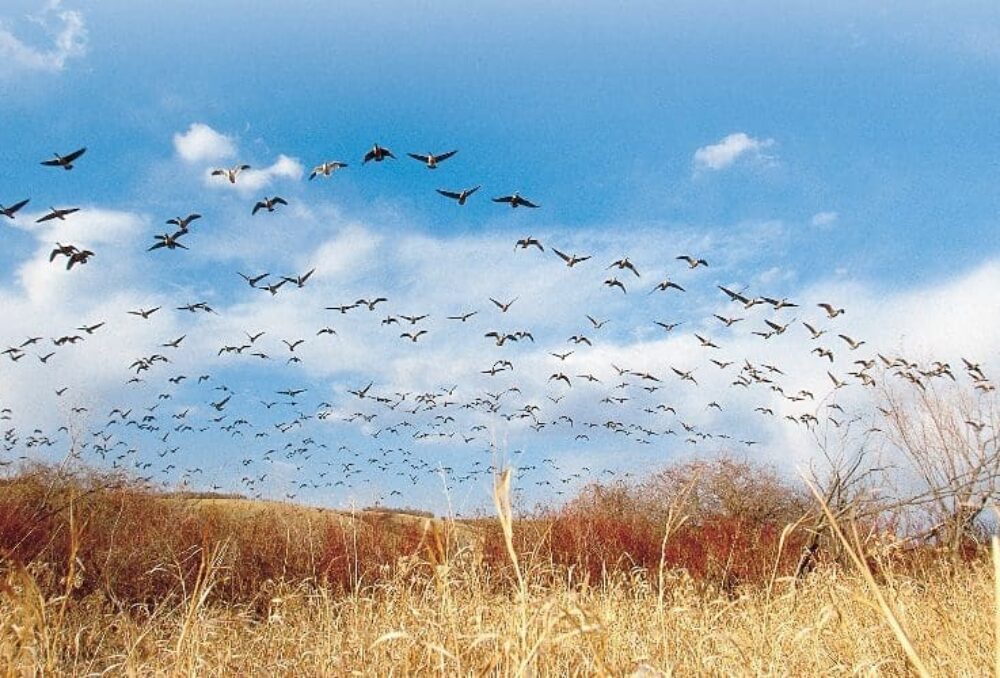 Flock of geese over a prairie wetland.