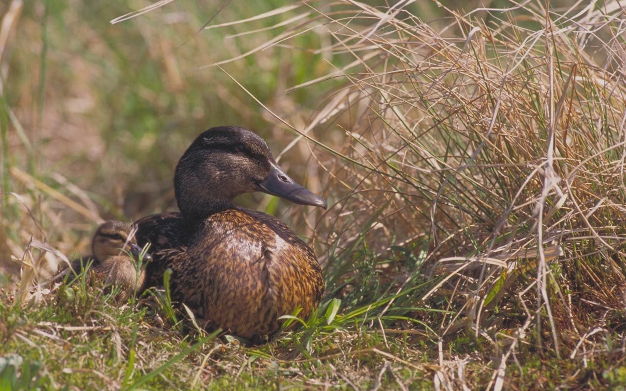 Ducks Unlimited (Canada) Conservation Centre – Wetland Link