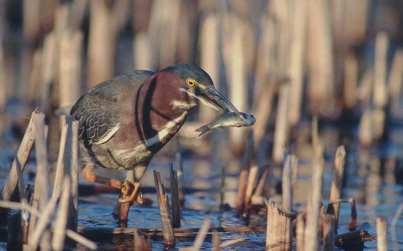 Nova Scotia — Ducks Unlimited Canada