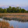 Wetland Restoration Lease Program