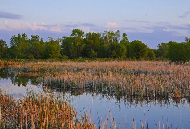 Wetland Restoration Lease Program