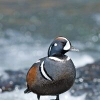 Waterfowl Identification Guide