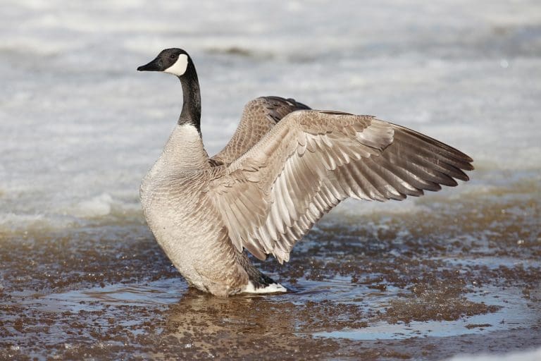 vigilante goose goose duck