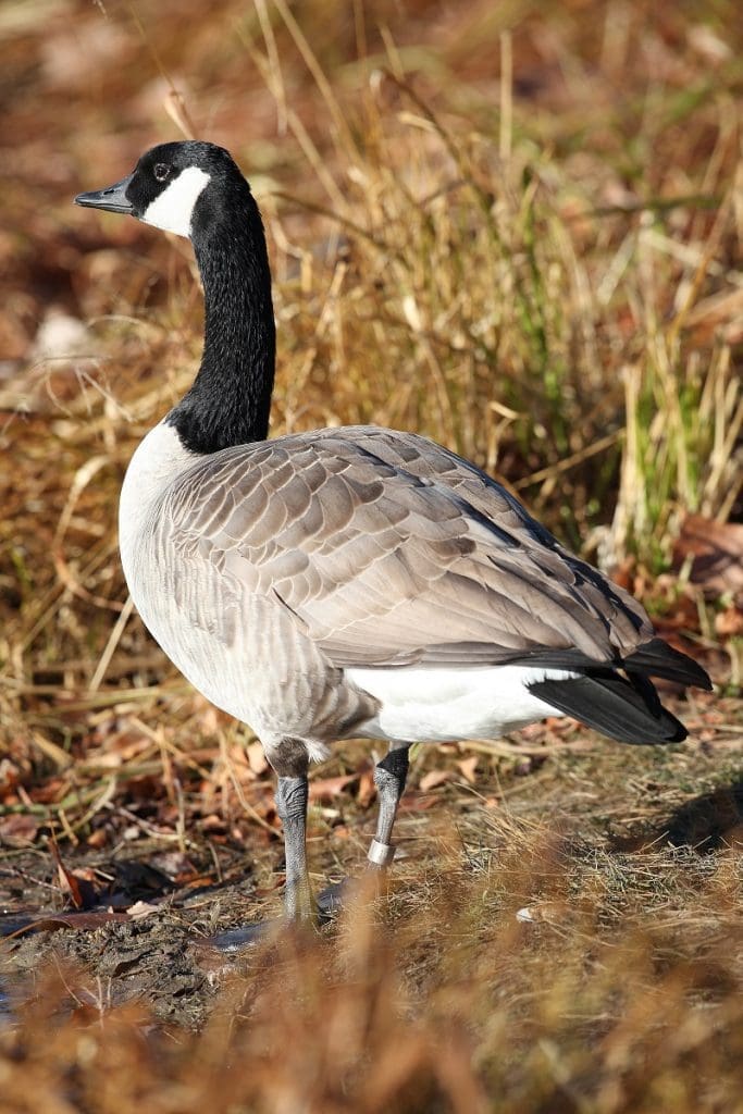 Canada goose — Ducks Unlimited Canada