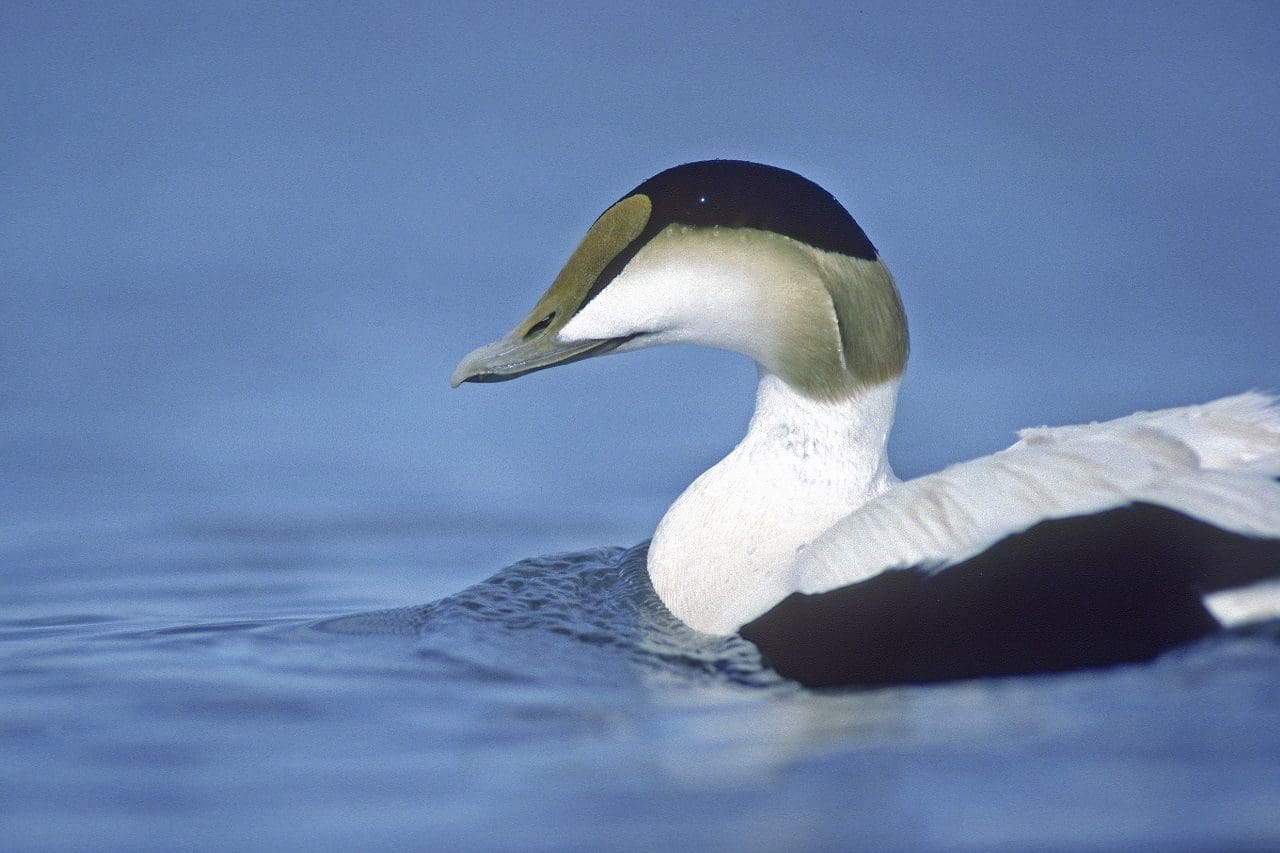 common-eider-ducks-unlimited-canada