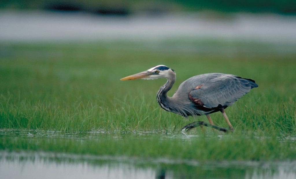 Great blue heron — Ducks Unlimited Canada