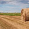 Saskatchewan Hay and Grazing Tenders