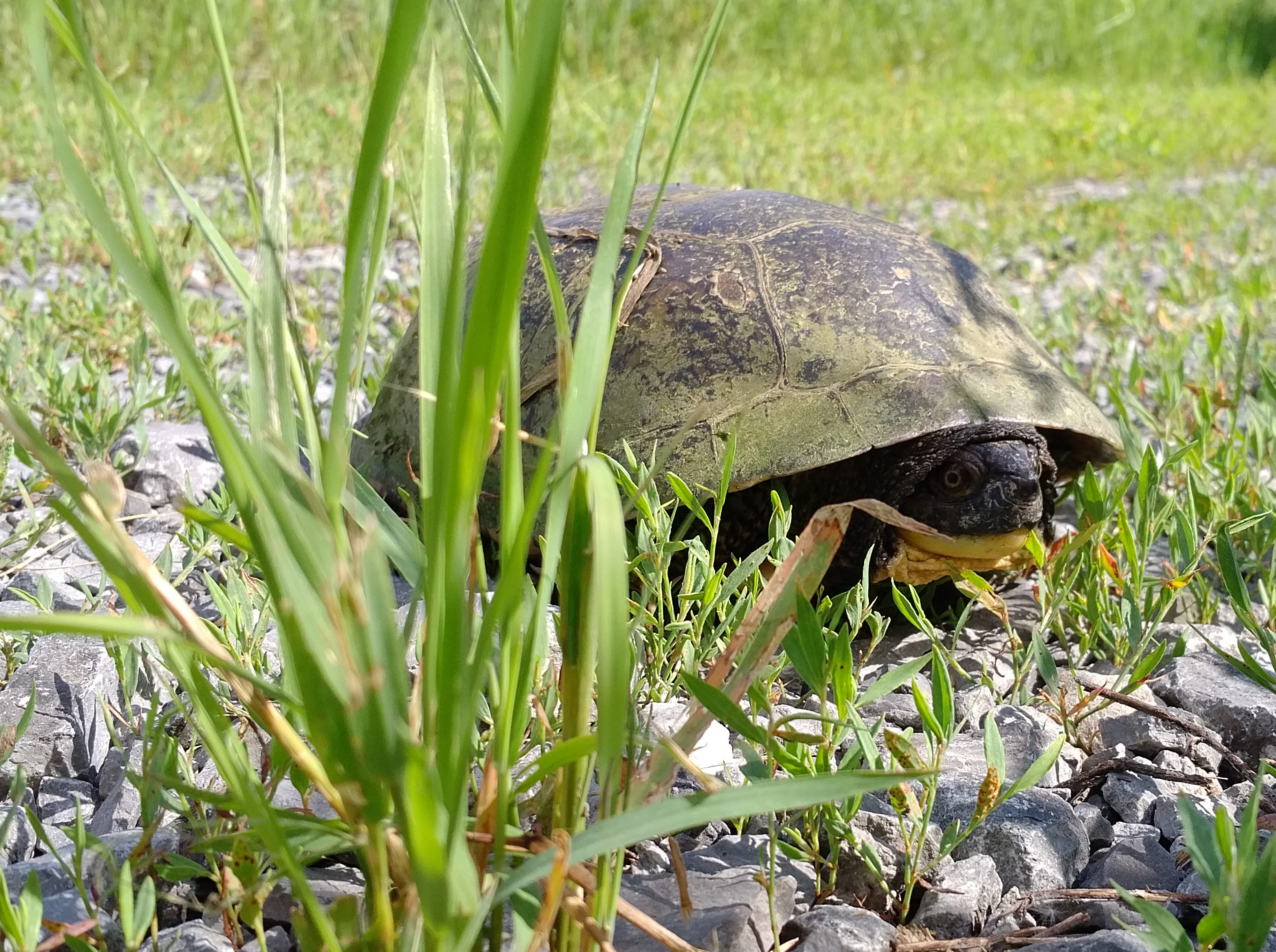 Shell shock: Ontario’s turtle emergency — Ducks Unlimited Canada