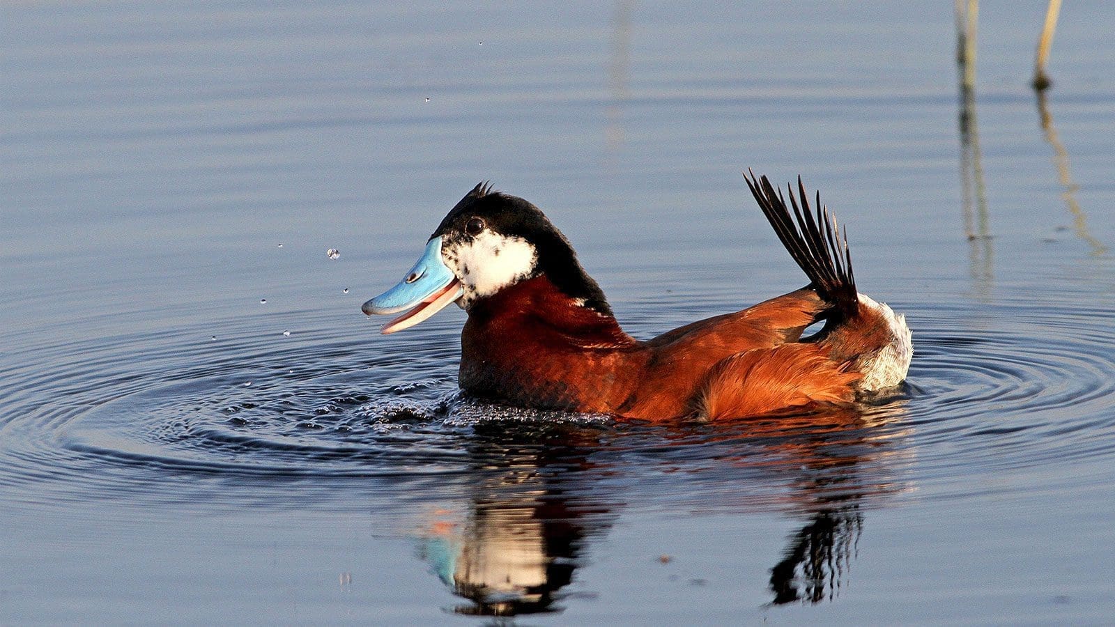 Product Donations — Ducks Unlimited Canada