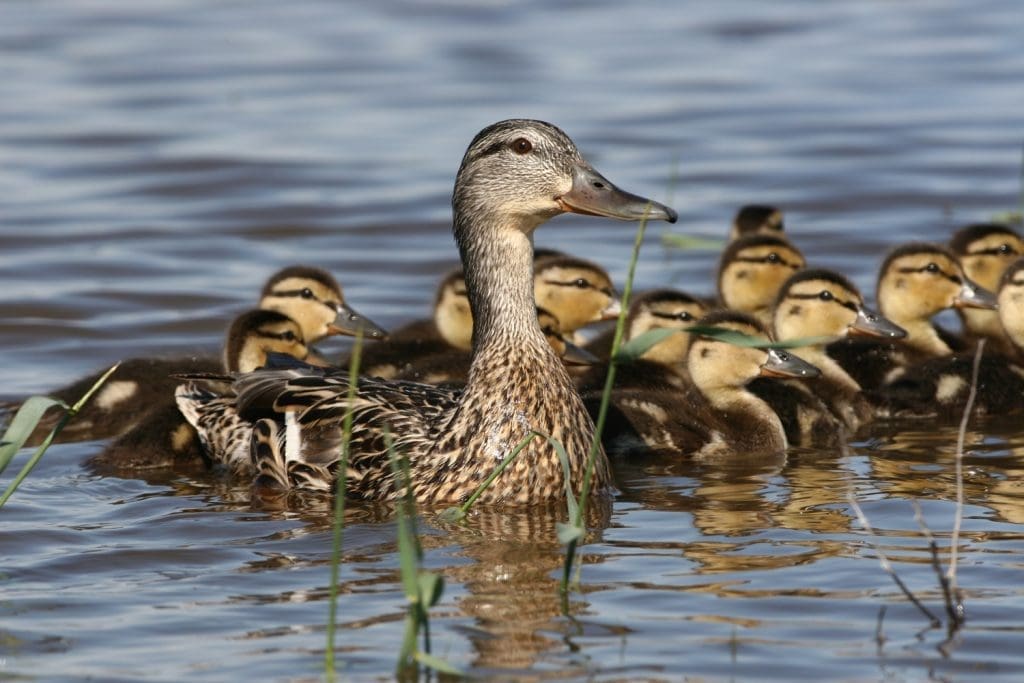 Mallard — Ducks Unlimited Canada