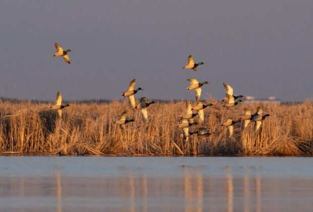 Hunting in Ontario