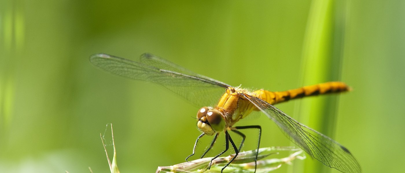 Dragonflies and monarchs: a two-generation migration — Ducks Unlimited ...