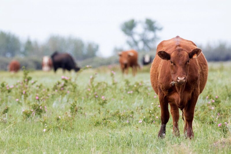 Cattle foraging in an Alberta field.