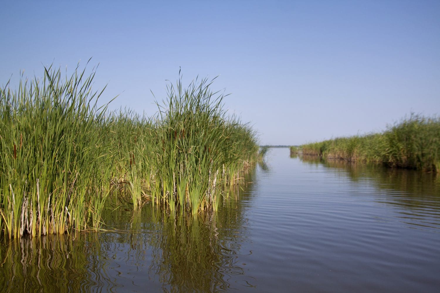 manitoba-s-wetlands-and-grasslands-to-benefit-from-new-conservation-trust