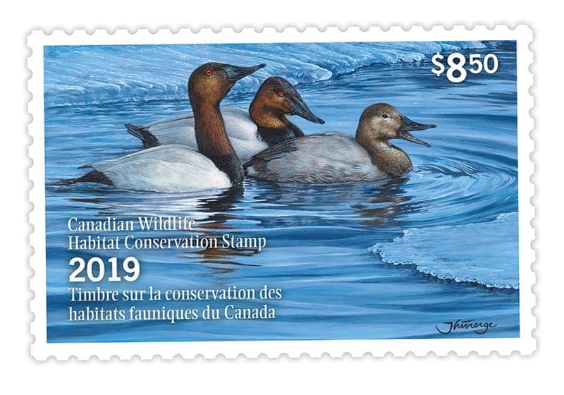 Canada duck stamp sales help fund conservation Ducks Unlimited