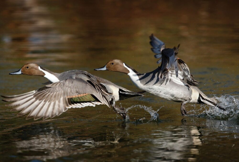 A double-exposure image of a pintail drake launching into flight from the pond. Ducks flap their wings fast — about 10 times per second—to keep their relatively large bodies airborne.