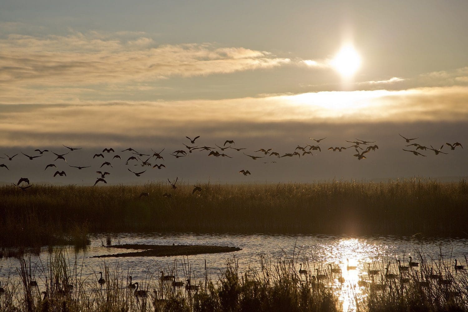 New report on the role of wetlands in removing phosphorus to protect lakes in Ontario