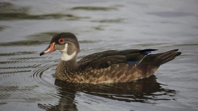 Saskatchewan — Ducks Unlimited Canada