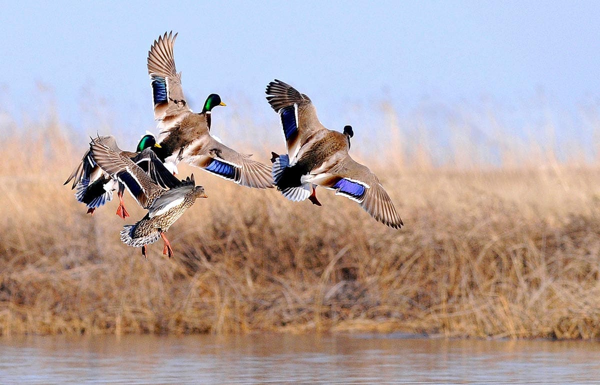 How Duck Flight Works — Ducks Unlimited Canada, Ducks