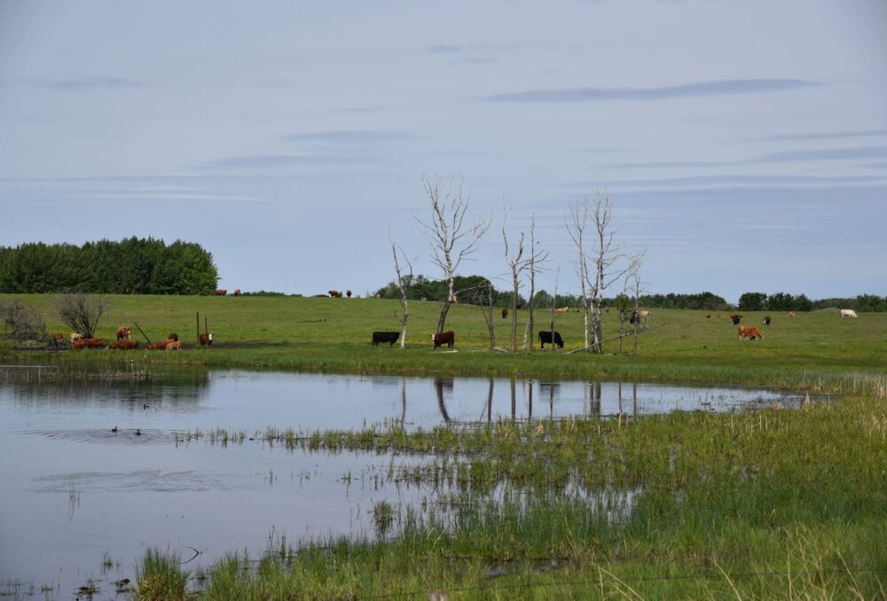 Wetland restoration continues in Alberta