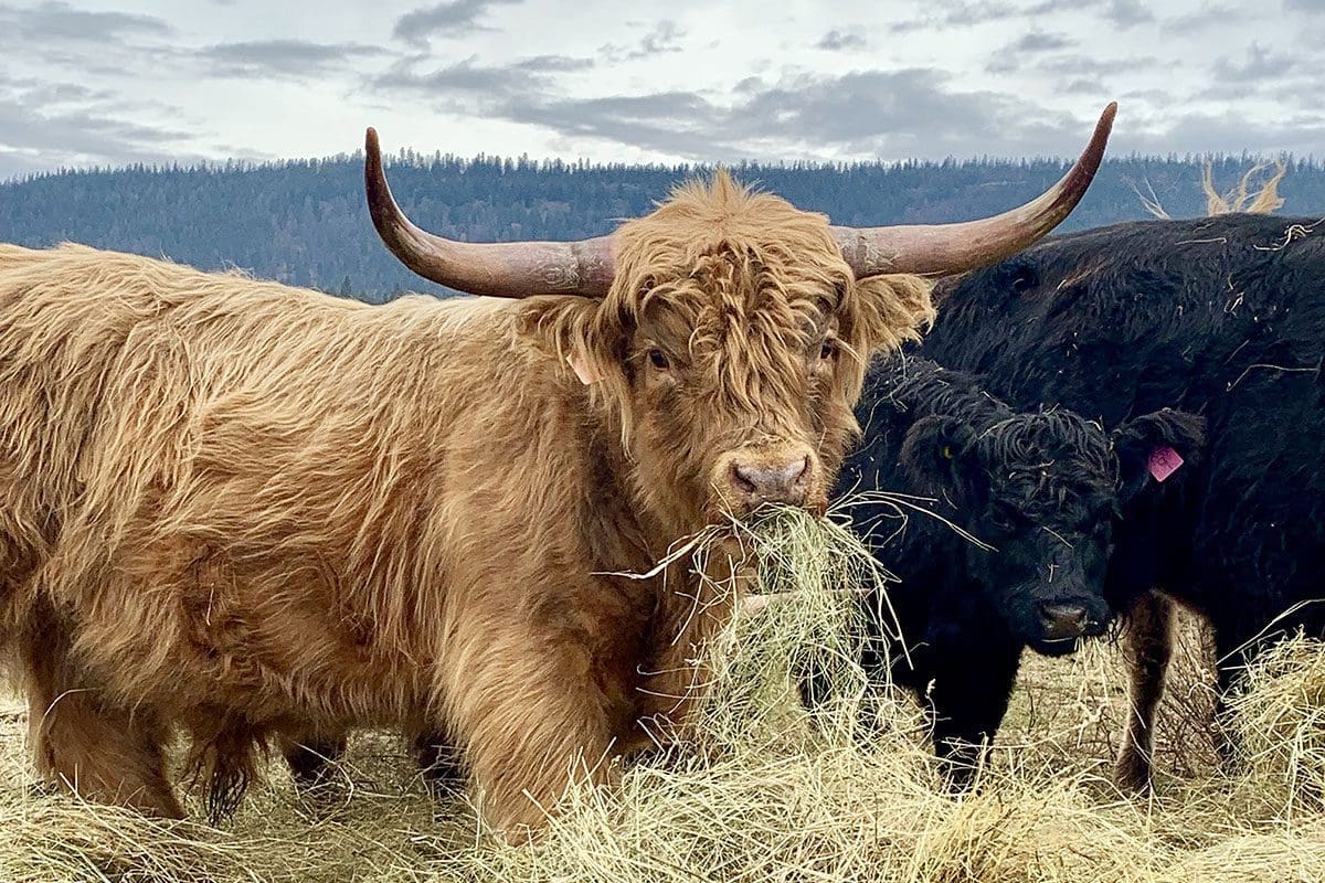 Highland cows moving to Manitoba