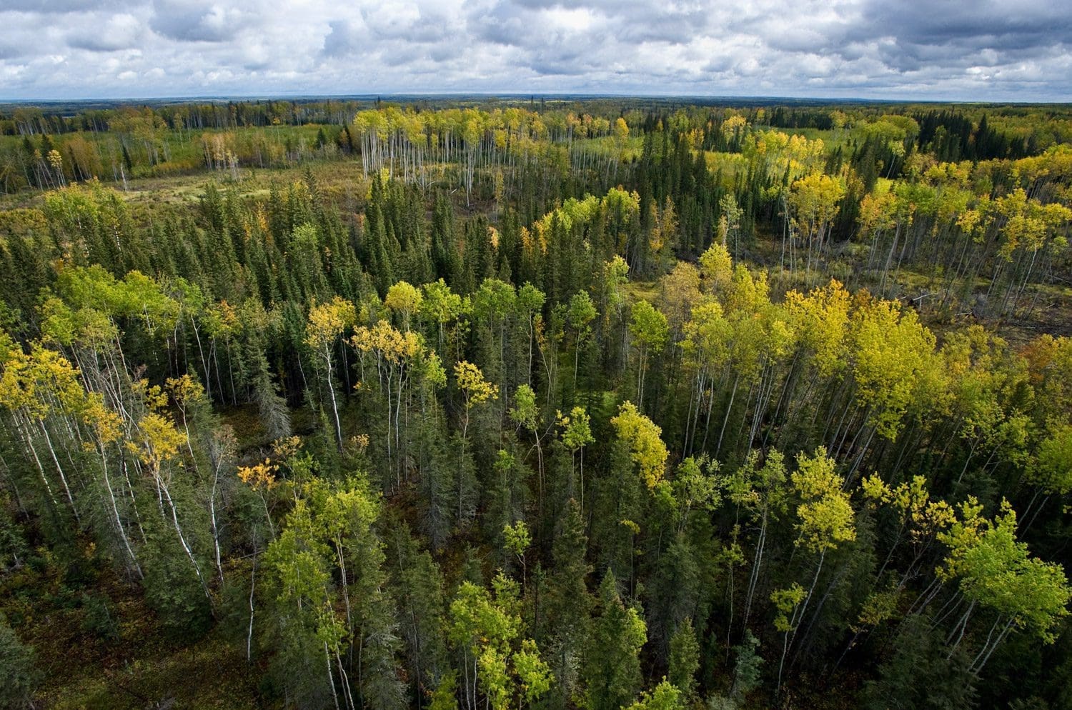 What Plants Are Found In The Boreal Forest