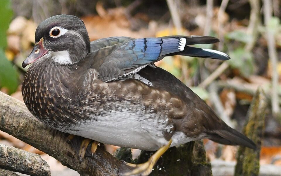 Watch inside a duck’s nest box