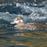 Wetlands at work for cleaner water