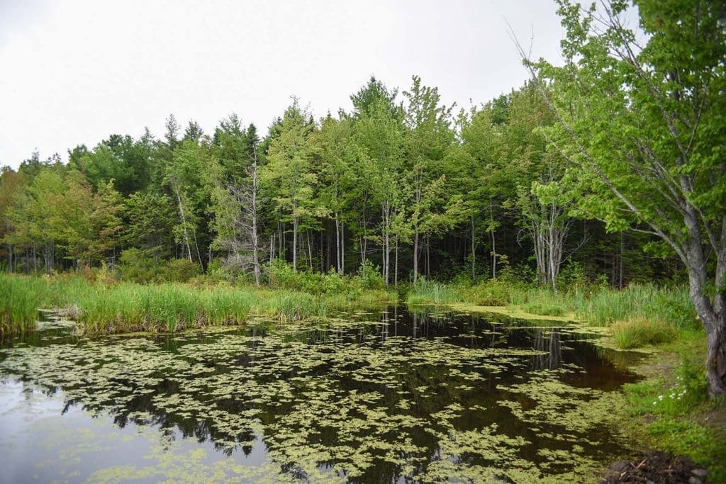 Wetland view