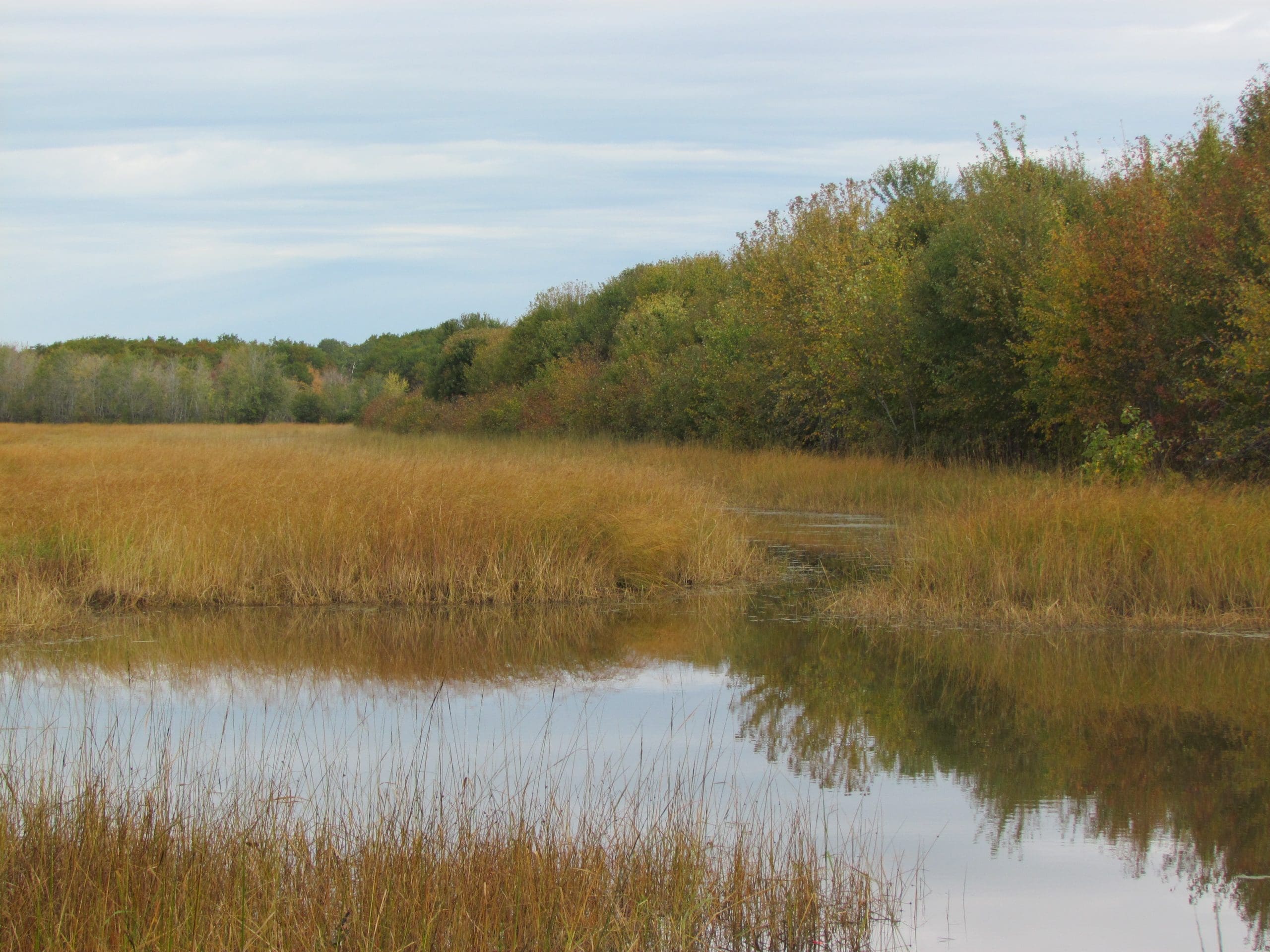 Wild rice harvest along the Wolastoq — Ducks Unlimited Canada