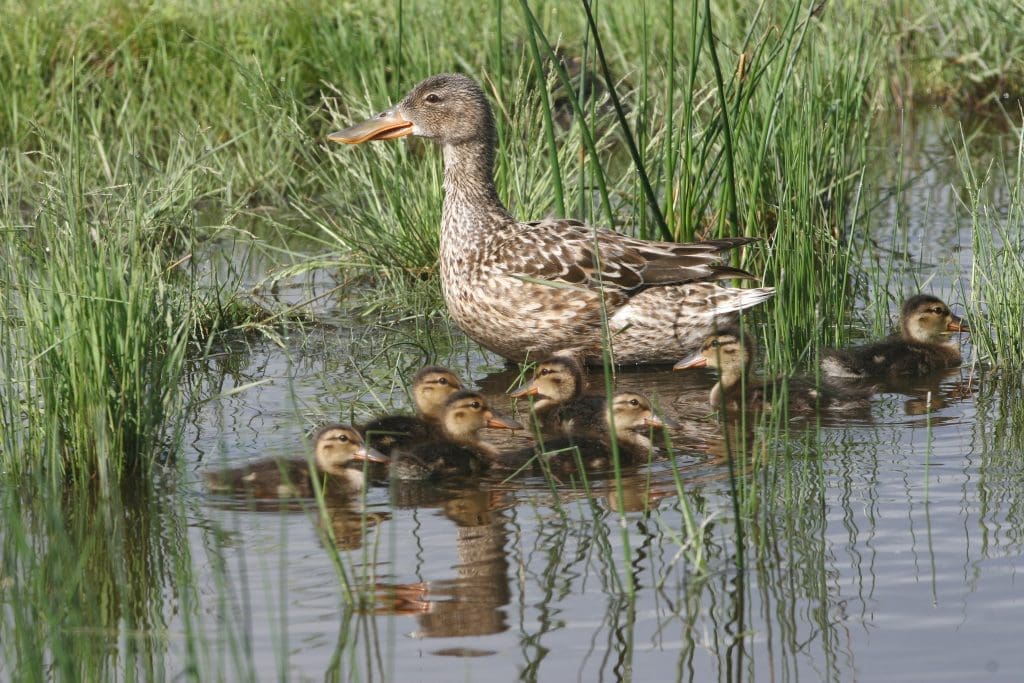 Northern shoveler — Ducks Unlimited Canada