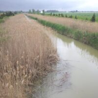 Chasing phragmites: The race we have to win