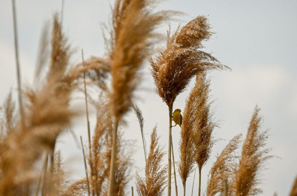 Invasive Phragmites. An unwanted guest in Ontario's wetlands. — Ducks ...