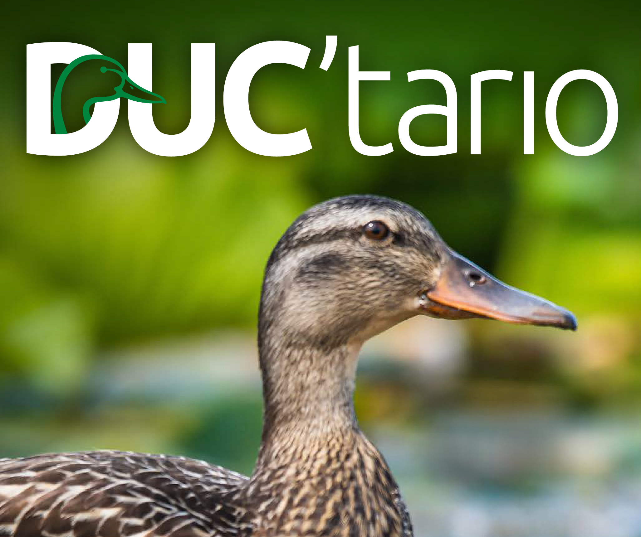 Ontario News From Ducks Unlimited Canada — Ducks Unlimited Canada