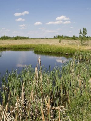 Restoring wetlands will jumpstart nature’s great comeback