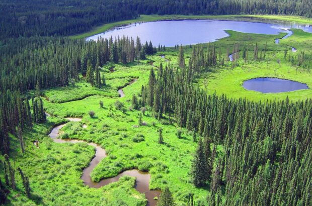 Aerial view of boreal landscape with forest and wetland ecosystems