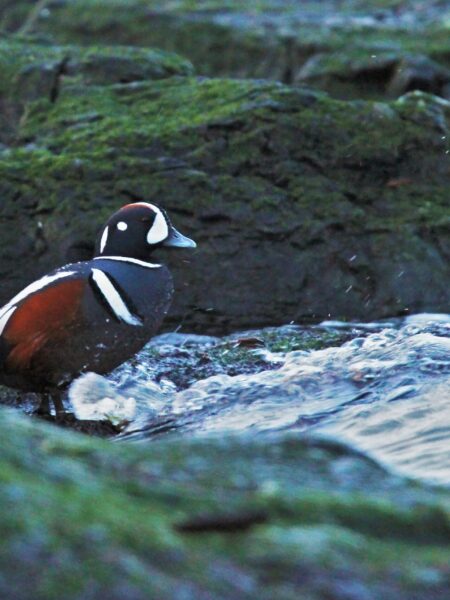 Five small ducks you can see in winter