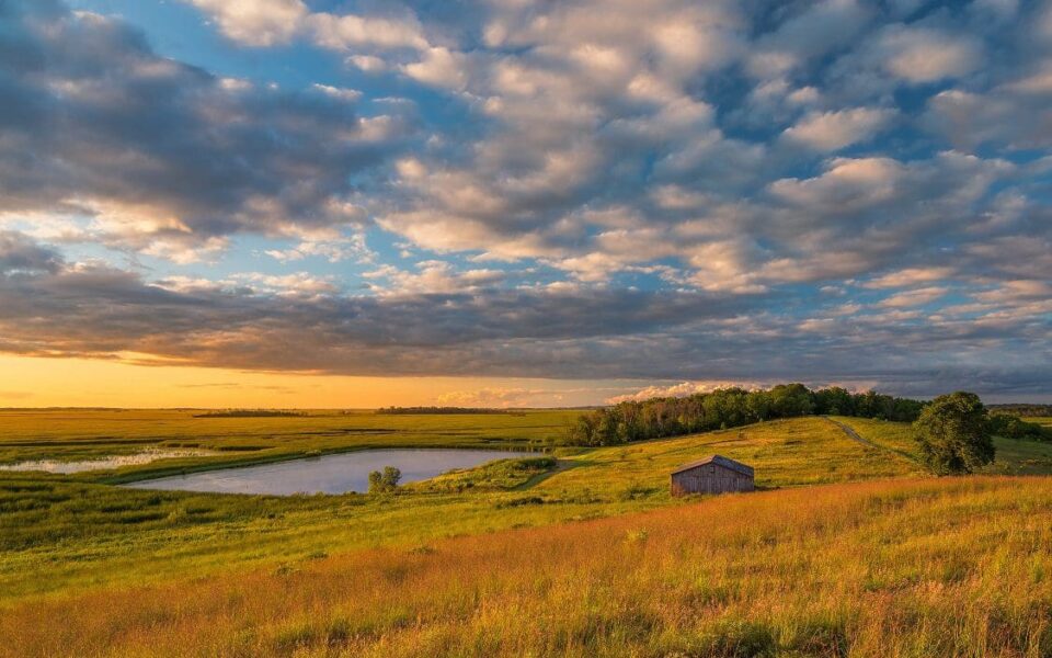 What is a grassland?