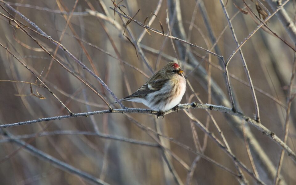 Wildlife in the winter