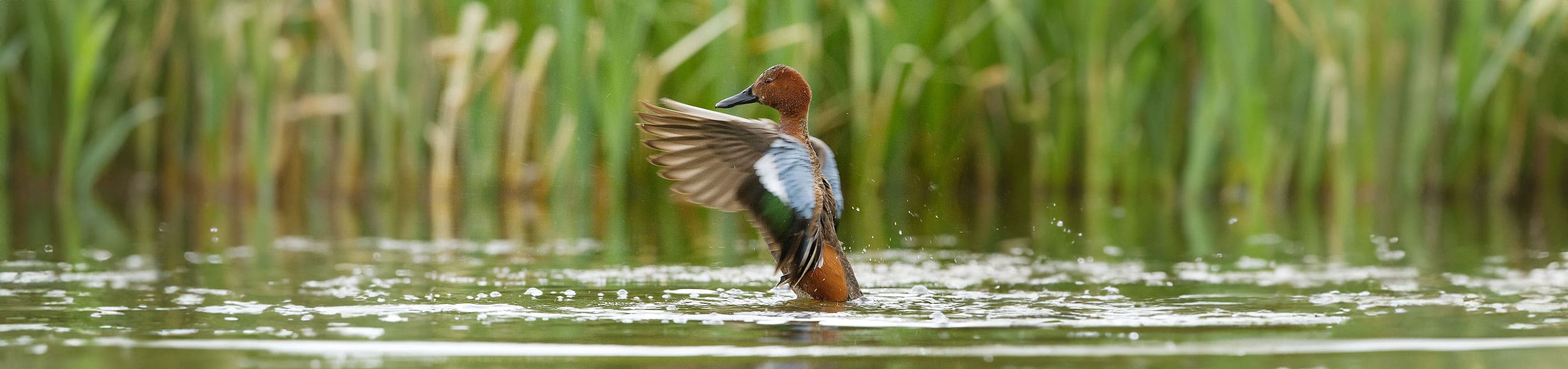 Ducks Unlimited Canada Fly Tying Challenge is underway - Campbell