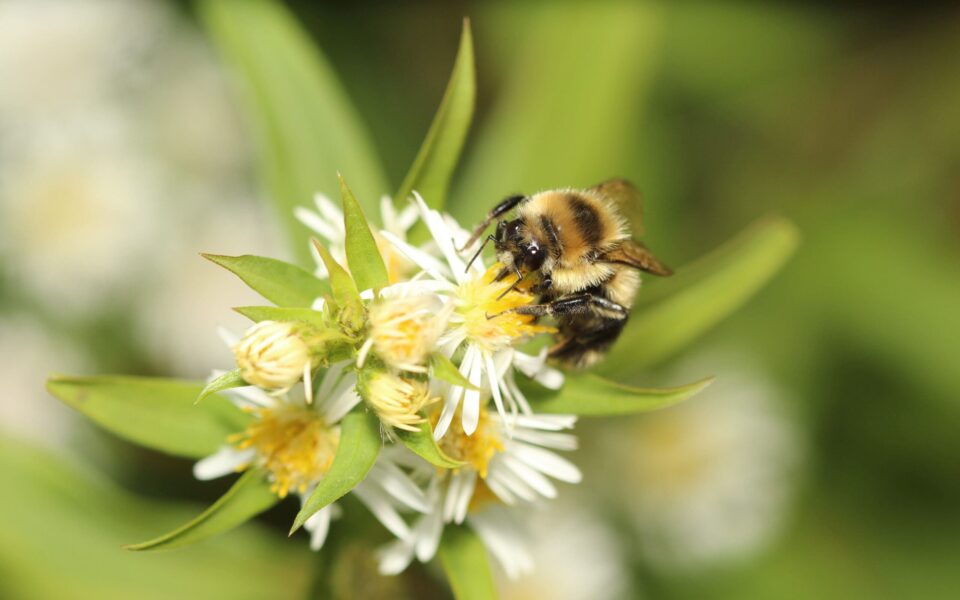 “Thirst traps” in the garden? Yes, but for pollinators!