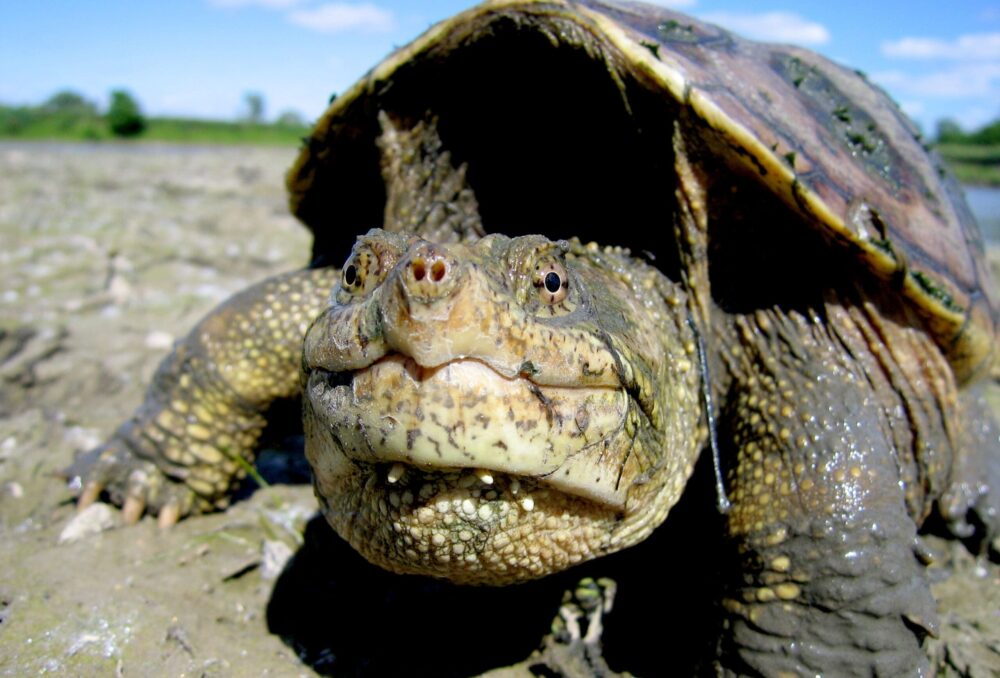 Face-to-face with a snapping turtle  