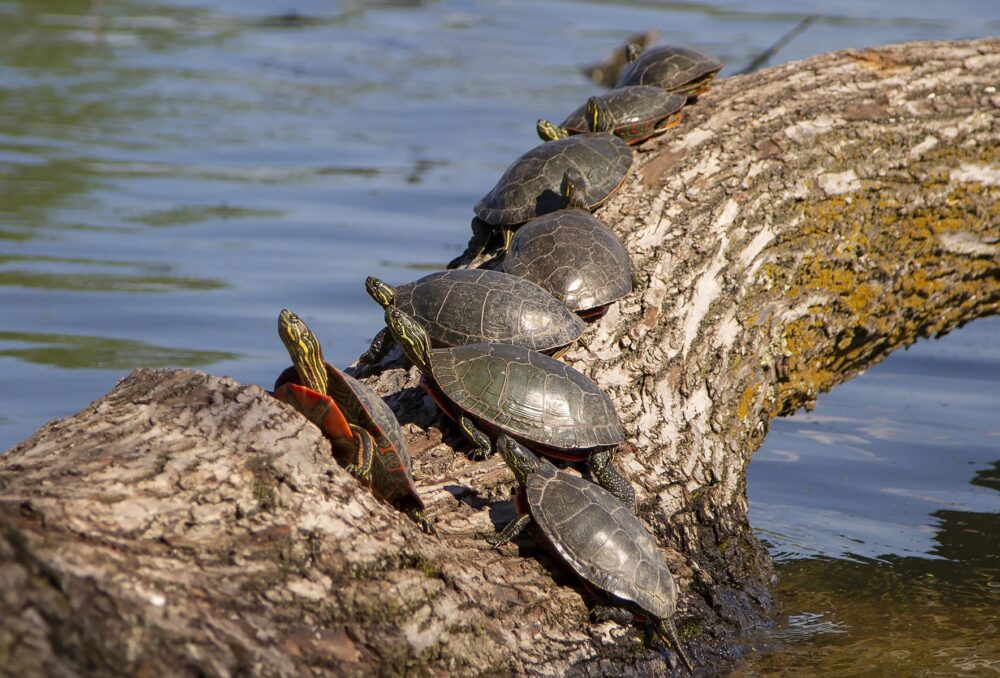 Painted turtles basking on a log