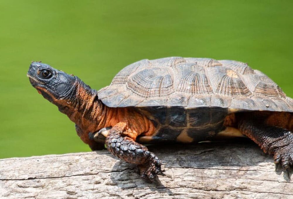 A wood turtle in profile walking on a log