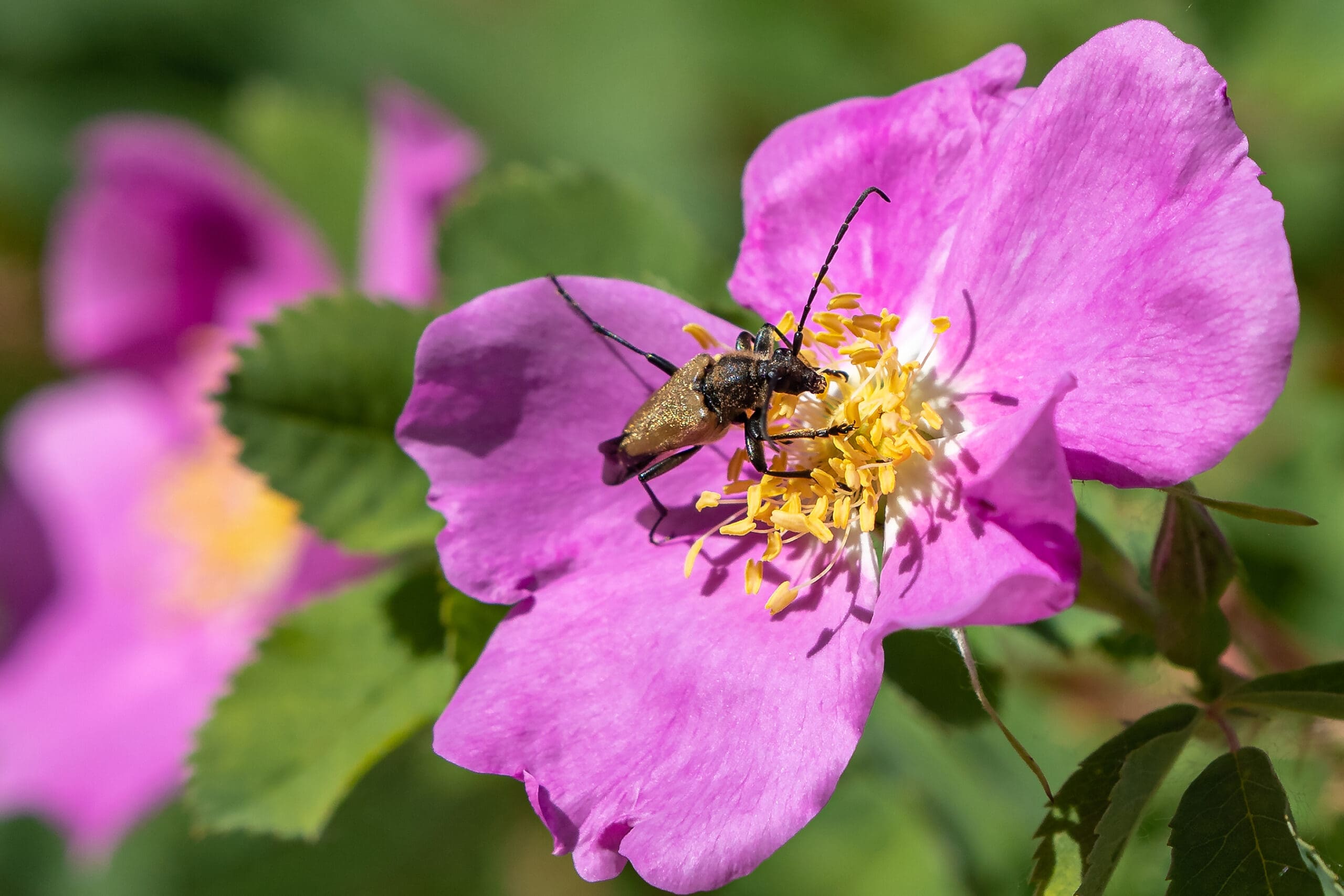 Pollinating insect on a wild rose.