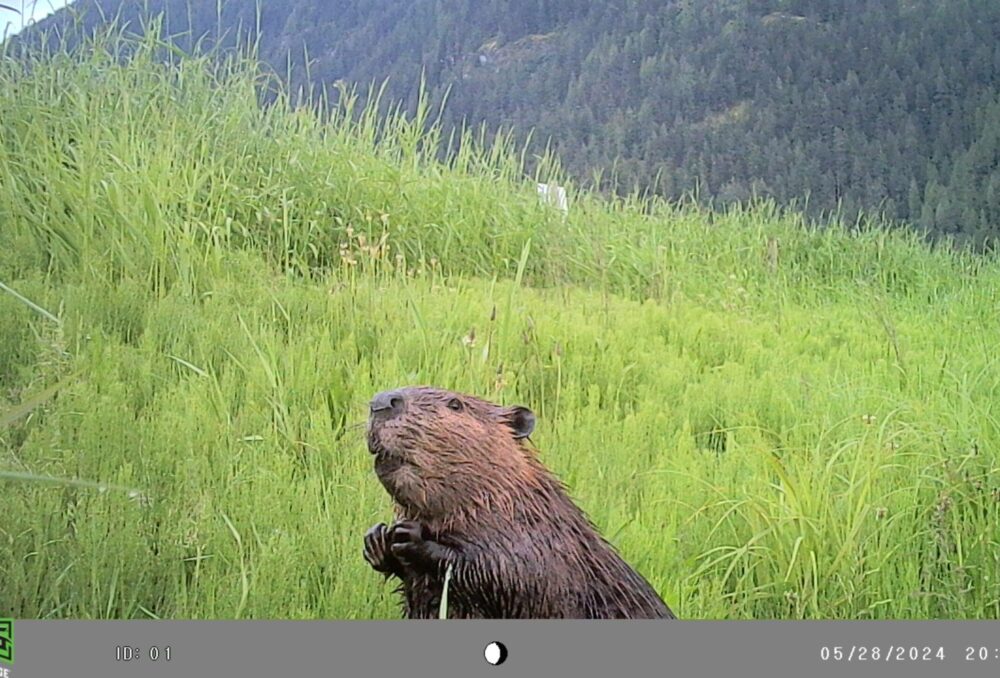 An image of a beaver captured with the motion-activated trail camera at Pitt-Addington Marsh