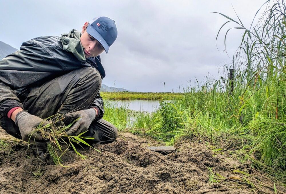 DUC field staff member Casey Saliba pulls plants to create a sandy beach at Pitt-Addington Marsh to make space for nesting turtles.